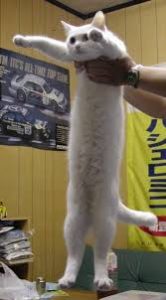 Longcat is long