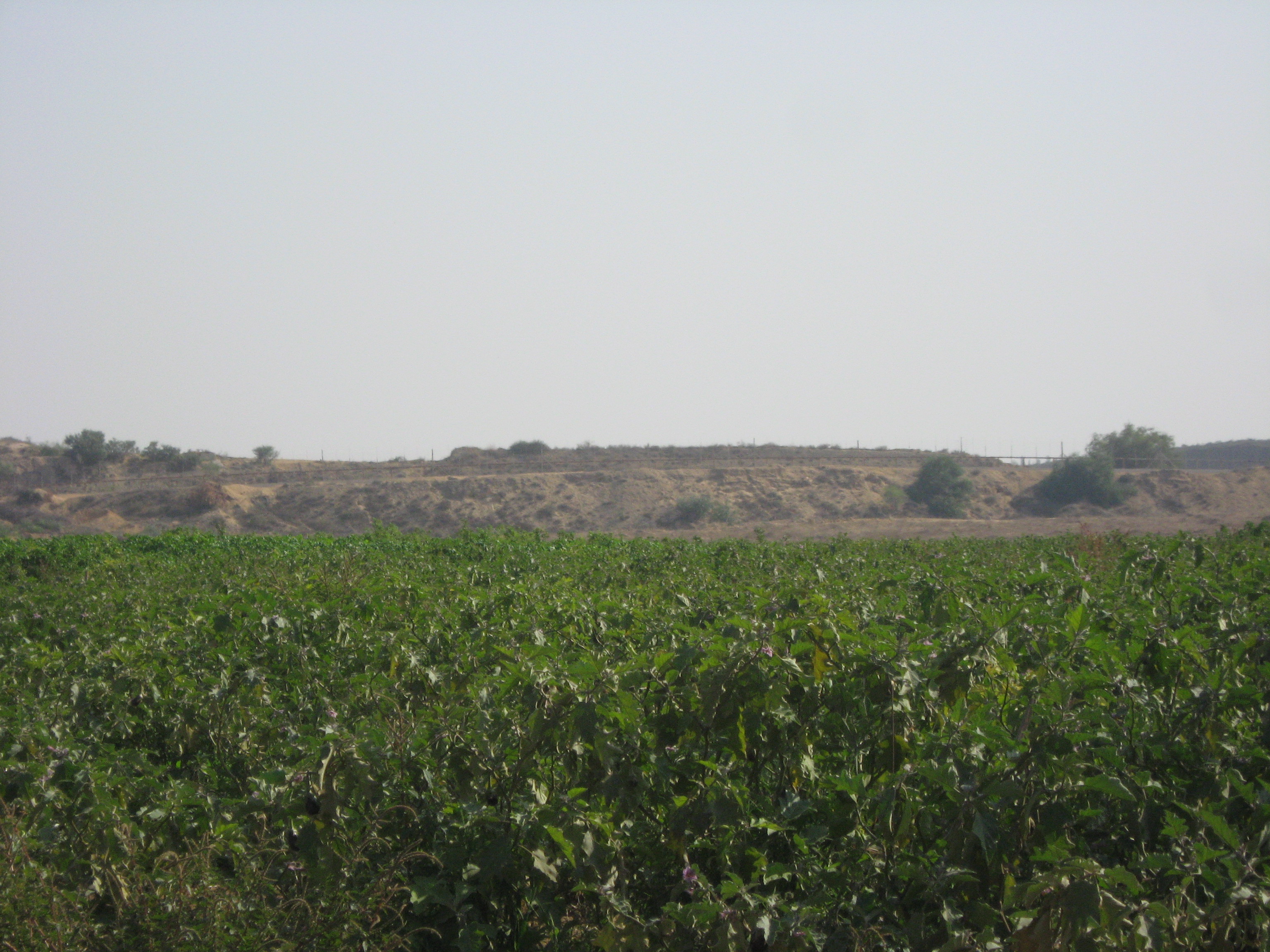 Gaza: Farming Under Siege - Corporate Watch