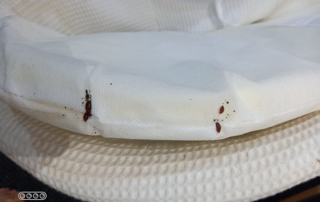 Dead insects on a child's cot